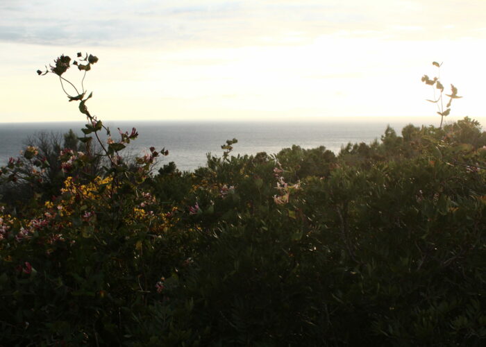 Paesaggio Isola d'Elba